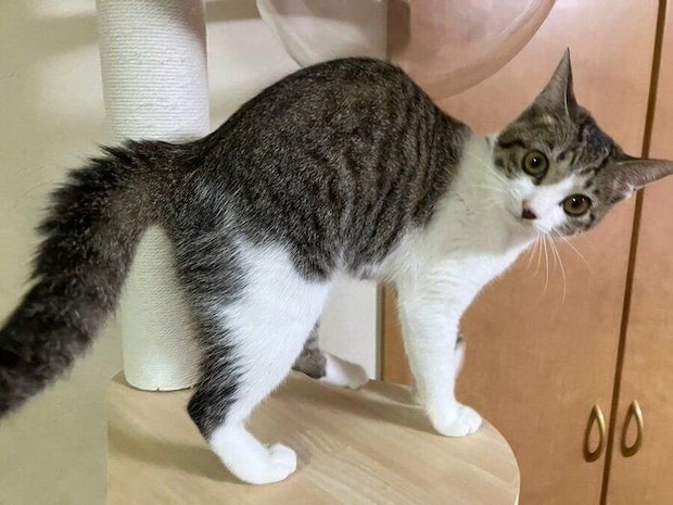 生後5カ月頃のなーちゃん