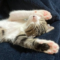 姉妹のなかで一番小さくて元気な保護猫を家族に　子どもが巣立った家で家族を明るくする存在に！