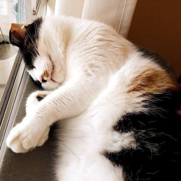 窓辺で眠るひまわりちゃん