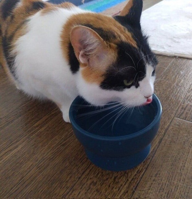 おいしそうに水を飲むひまわりちゃん