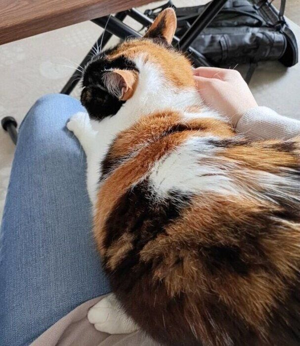 飼い主さんの膝に乗って甘えるひまわりちゃん