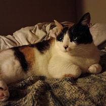 1年間引き取り手がなかった2才の保護猫を家族に　クールで甘えん坊な性格のいじらしさが好き