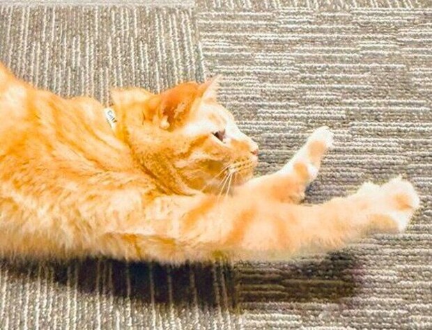 前足を伸ばす猫
