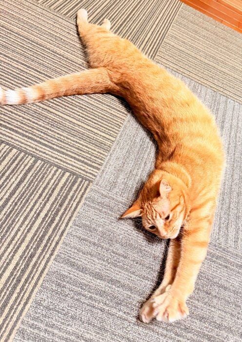 体を反らせている猫