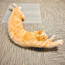 体を反らせている姿がまるで「エビフライ」!?　個性的なポーズをする猫の写真に約3.3万の“いいね”が集まる