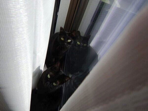 窓際で仲良く過ごす2匹