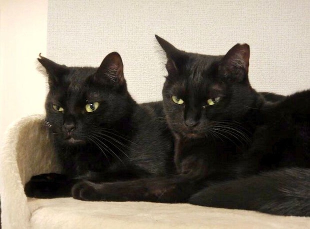 くっついて同じ表情をする2匹