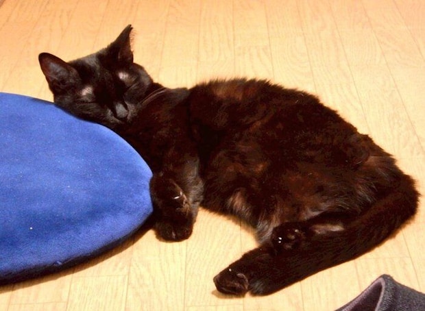 気持ちよさそうに眠る晩鐘ちゃん