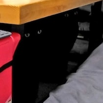 飼い主がおもちゃをゆる〜く振り始めたら→保護猫兄妹にバレた!?　“真顔でじーっ”なシンクロ姿にクスッ