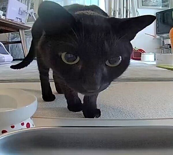 カメラに気付くうにくん