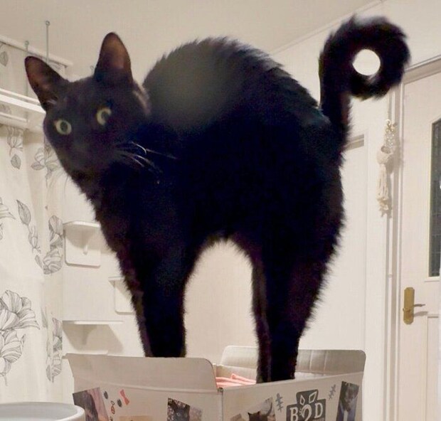 ボニャールを披露するうにくん