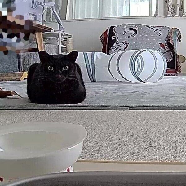 自動給餌器のカメラに映るうにくん