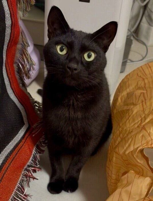 足が音符みたいなうにくん