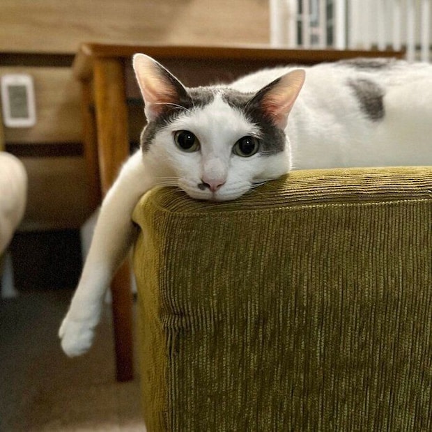 いすの上で振り向くトルテくん