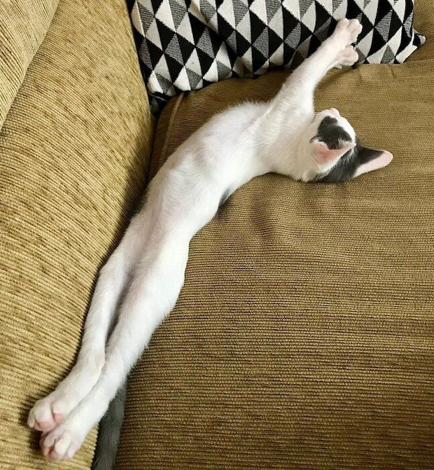 迎え入れ2日目のトルテくん