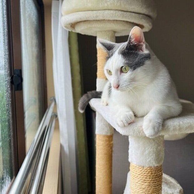 窓の外を眺めるトルテくん