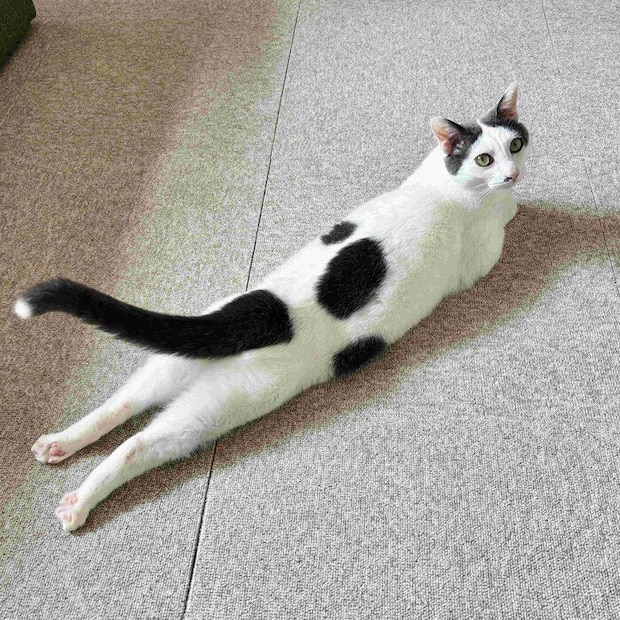 きりっとした表情で寝そべるトルテくん