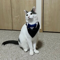 生後2カ月半で出会い自らバッグの中に入ってきた元保護猫　悲しいときも笑顔をくれる存在に！