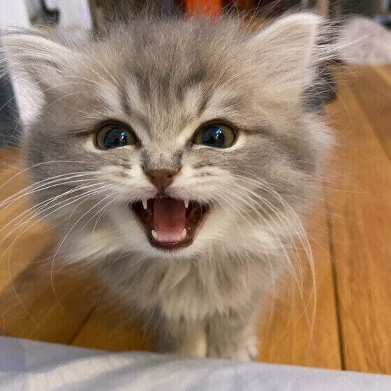 サイレントニャーをするラガマフィン