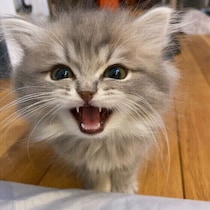 【調査】愛猫は名前を呼ぶと返事をする？　猫は自分の名前を認識できるのか獣医師に聞いた