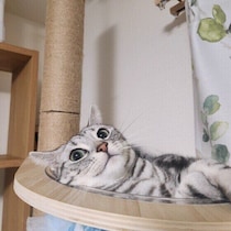 “いつもと違う”がヒントになる　猫の行動の変化からわかる痛みサイン