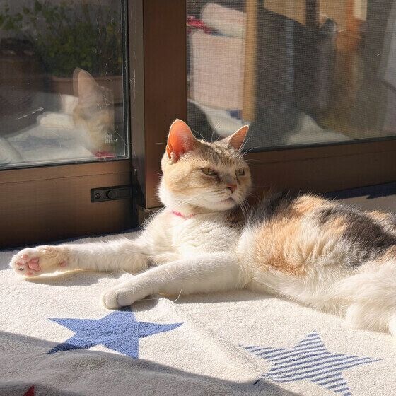 日向ぼっこするスコティッシュフォールド