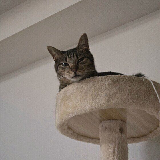 猫タワーから見つめるソナくん