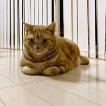 災害時はストレスで愛猫が体調を崩すことも　実体験から考える大地震への備え