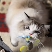 猫は飼い主さんを「大きな猫」だと思っている！？　 4つの根拠を専門家が解説