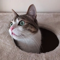 お気に入りのベッドを奪われたことに気づいた猫！スクッと起きあがり、続く行動は？