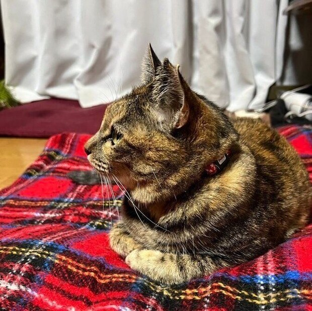 ひきつけられるように海外ドラマを見るメルモちゃん