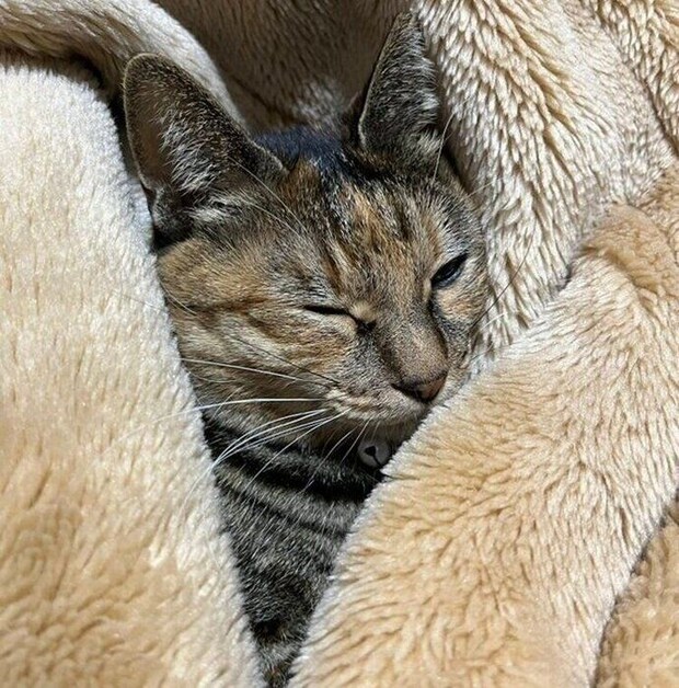 5分もすると眠くなってくるメルモちゃん