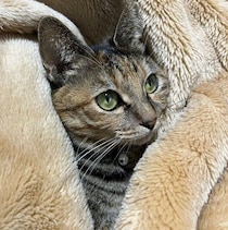 猫好きが共感！毛布の暖かさを知った元保護猫に飼い主さんが言えないひと言が話題