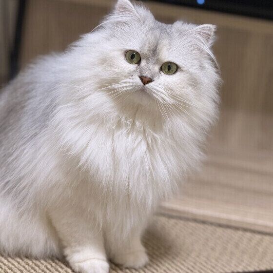 お座りするラガマフィン