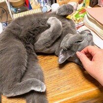 獣医師が実践！　猫に合わせた“三猫三様”のお世話とは