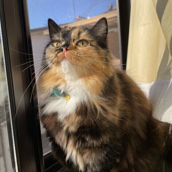 まんまるボディのおこげちゃん