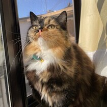 見分けられますか？「痛みがある可能性が高い猫の表情」を獣医師が解説