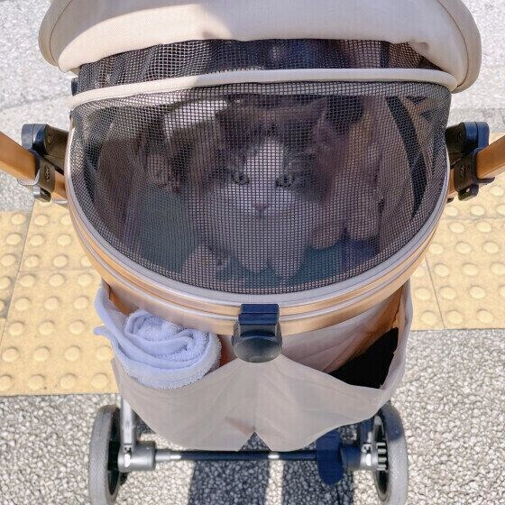 ペットカートに乗るラフくん