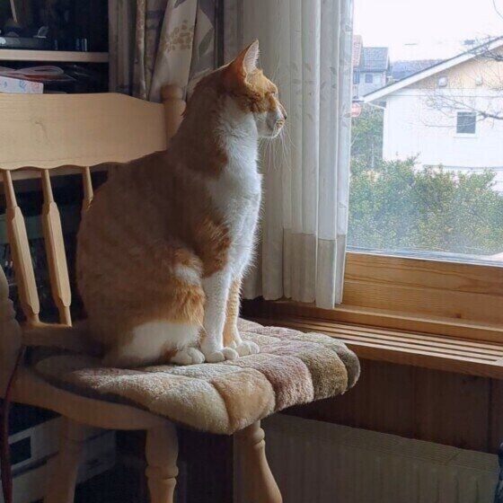 窓の外を見つめるにじおくん