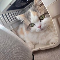 災害はいつ起こるかわからない！　愛猫と一緒にできる同行避難のシミュレーション