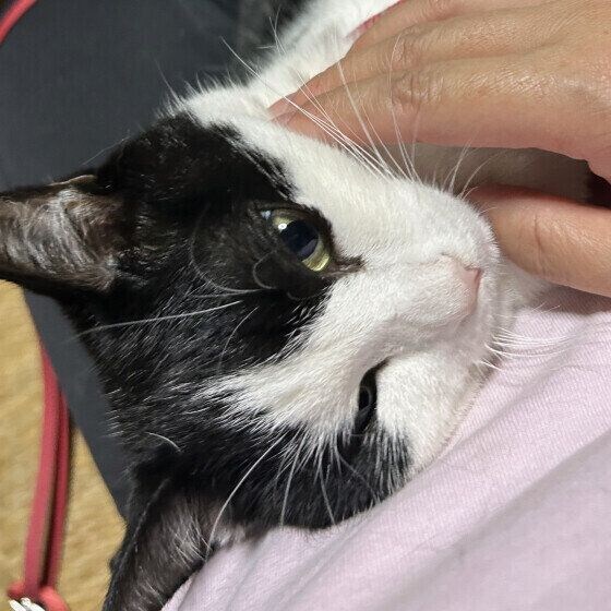 首をなでられる猫