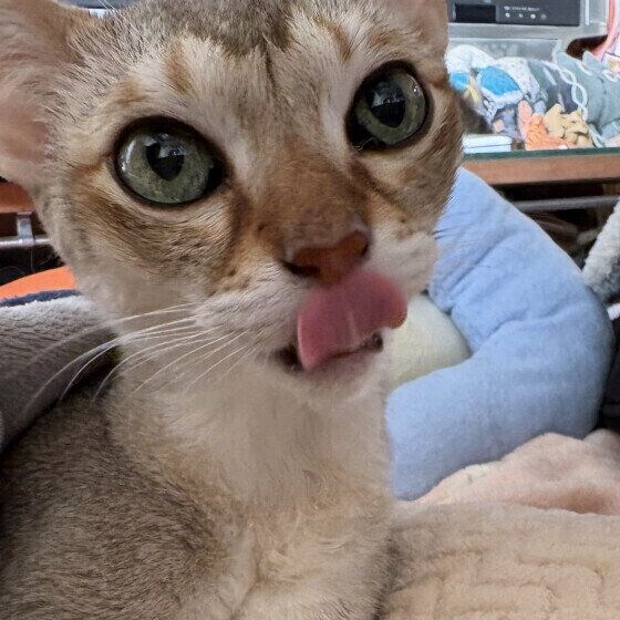 舌を出すシンガプーラ