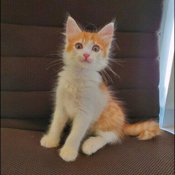 MIX茶×白のゆずくん