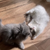 “子猫のあどけなさ”って、どこからくるの？　期間限定だから尊い見た目の特徴