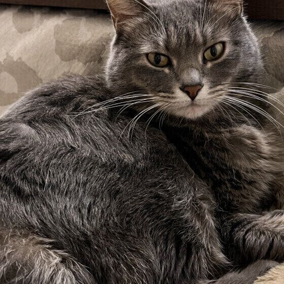 MIXグレーのあずきちゃん