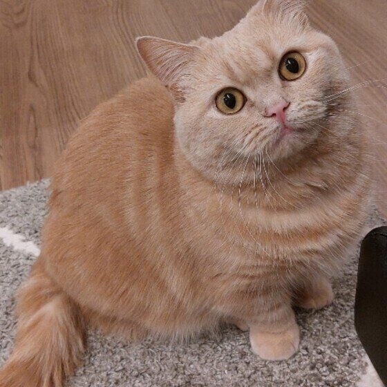 マンチカンのももちゃん