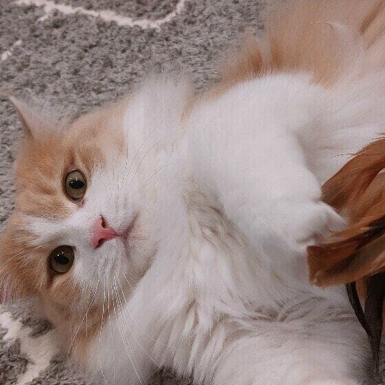 マンチカン・ロングヘアのくりくん