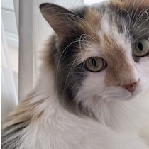 見逃さないで！猫をなでたときの「うれしい」「イヤだな」サイン