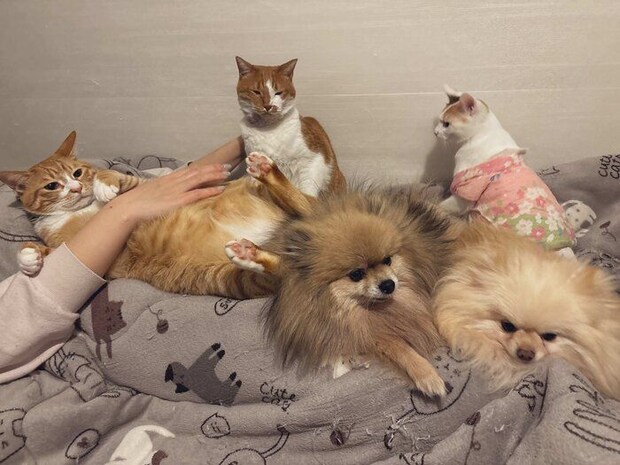 同居する犬・猫たちと過ごすみっけちゃん