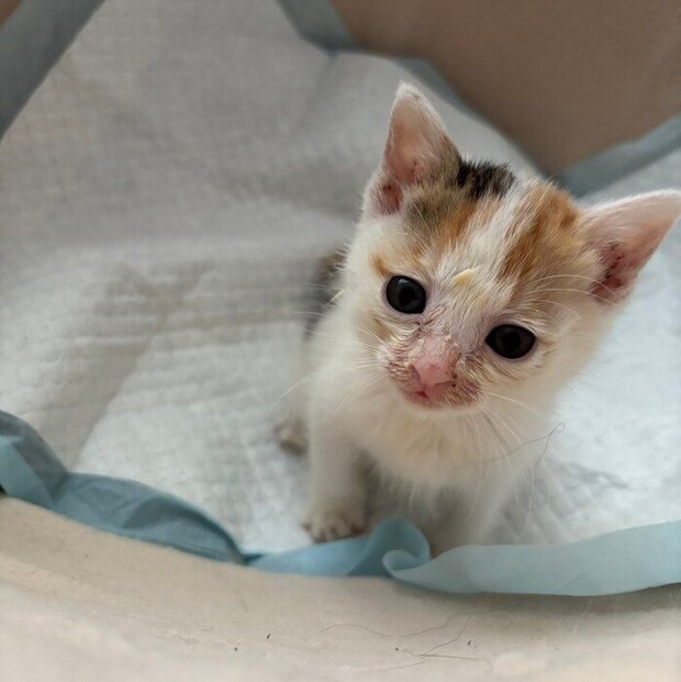 保護した当時のみっけちゃん